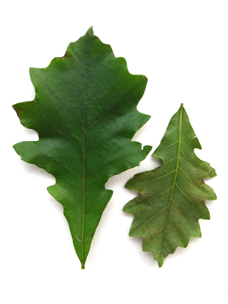 Swamp white oak leaf picture