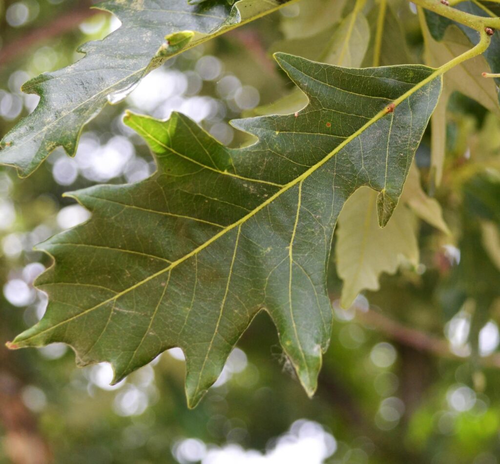 Swamp white oak leaf picture