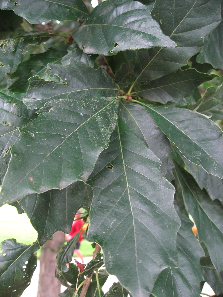 Swamp white oak leaves picture