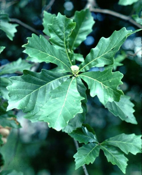 Swamp white oak leaves picture