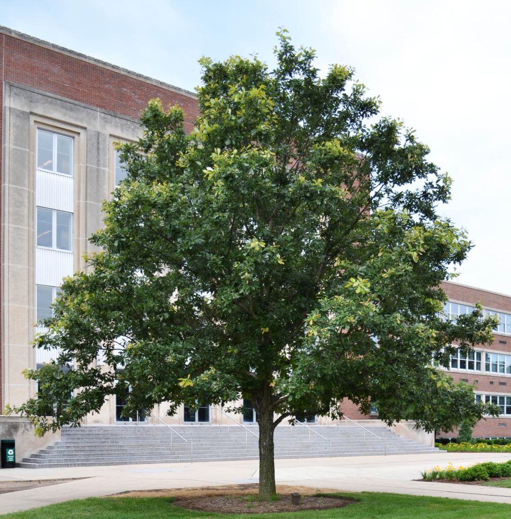 Swamp white oak tree picture