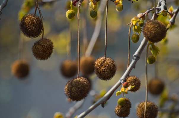 Sycamore fruit picture