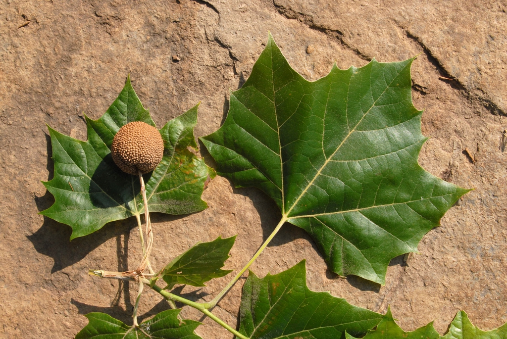 Sycamore leaves picture