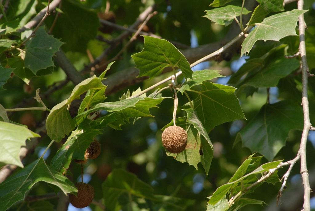 Sycamore leaves picture