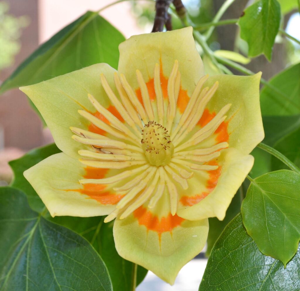 Tulip magnolia flower picture