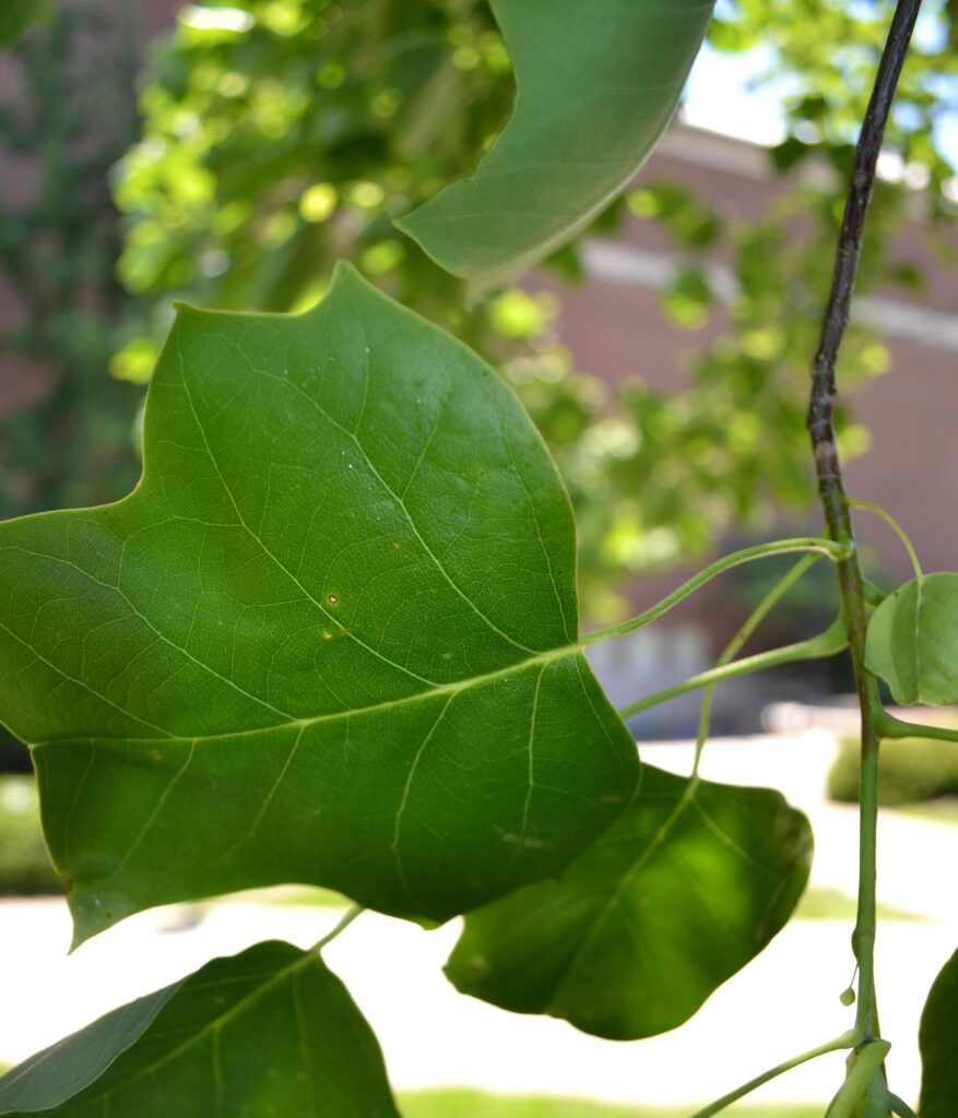 Tulip magnolia leaves picture