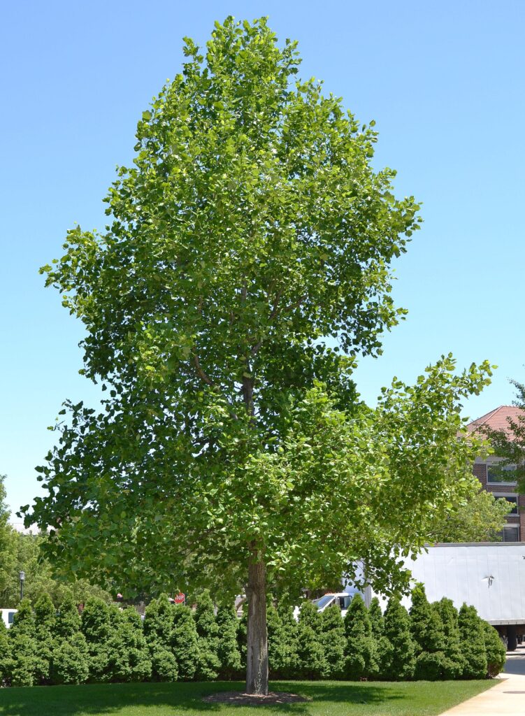 Tulip magnolia tree picture