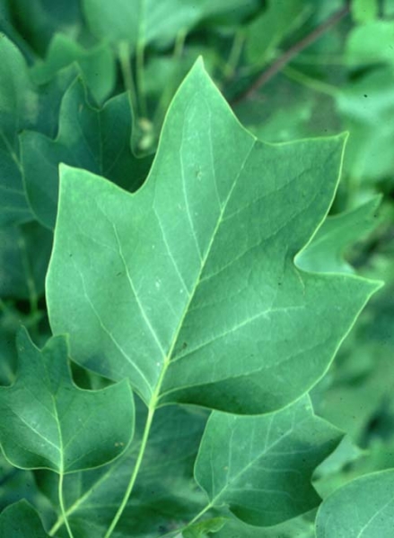 Tulip poplar leaf picture