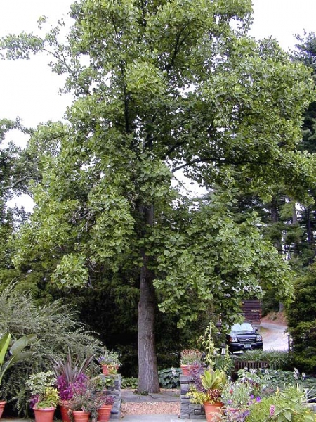 Tulip poplar tree picture