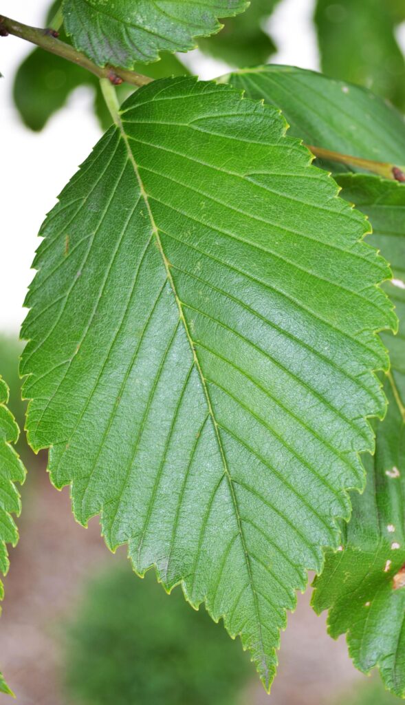 Valley Forge elm tree leaves picture