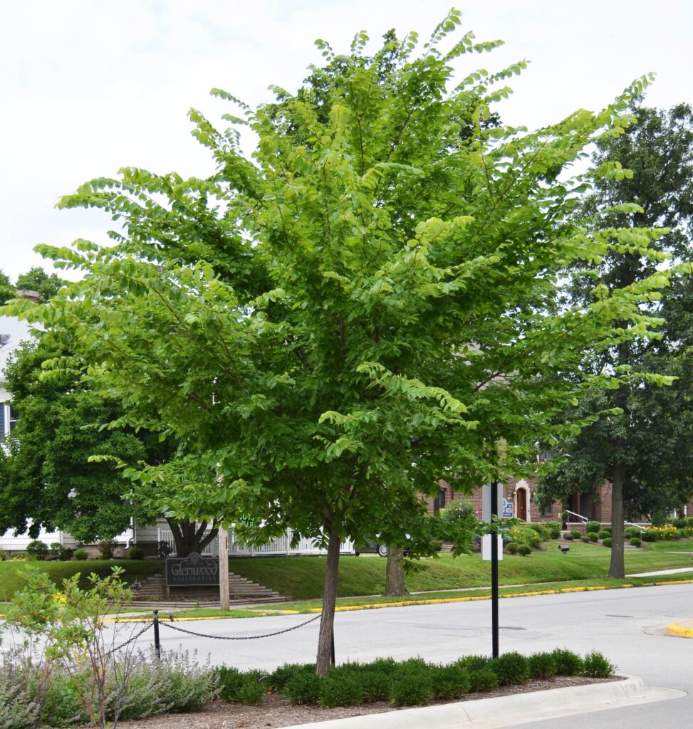 Valley Forge elm tree picture