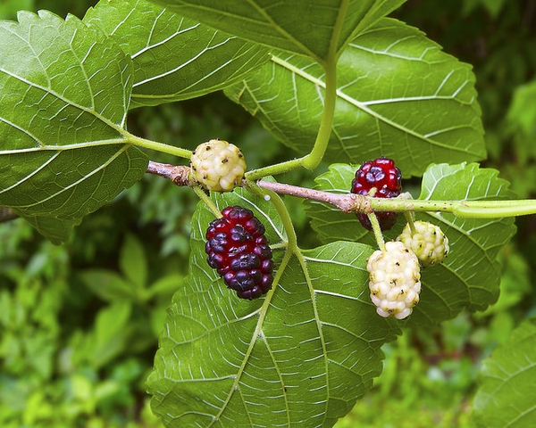 White mulberry fruit picture
