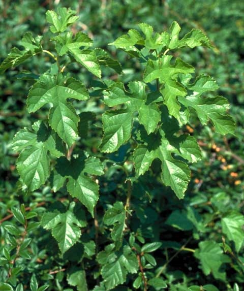 White mulberry leaves picture