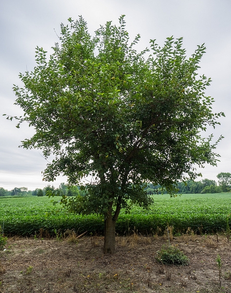 White mulberry tree picture