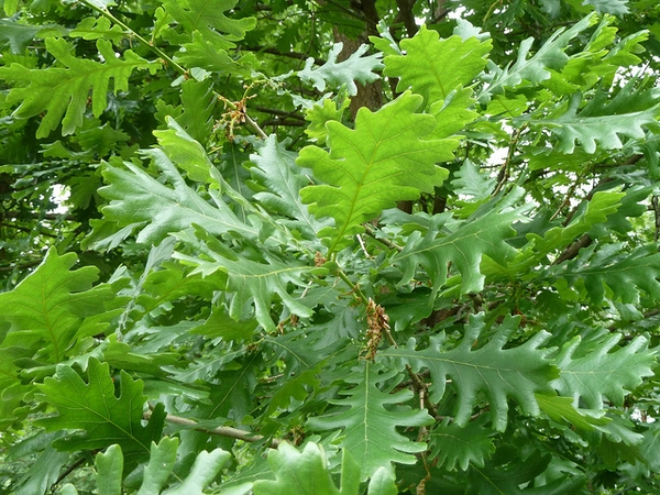 White oak leaves picture