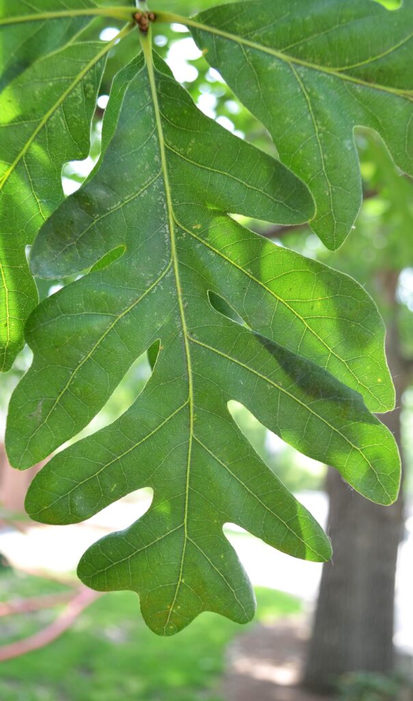 White oak leaves picture