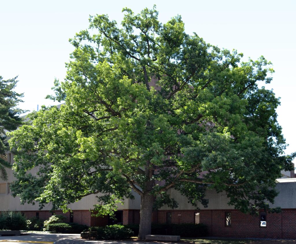 White oak tree picture