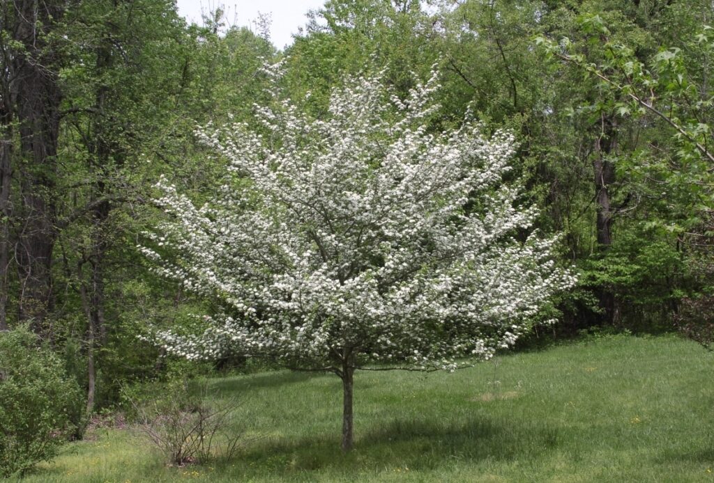 Winter King green hawthorn flowering tree picture