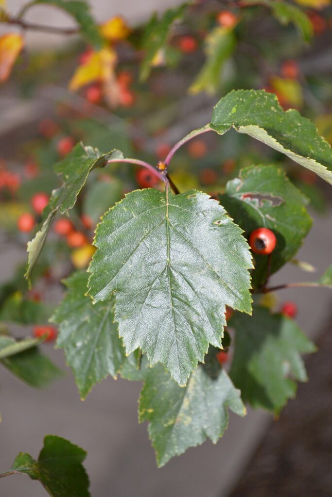 Winter King green hawthorn leaves picture