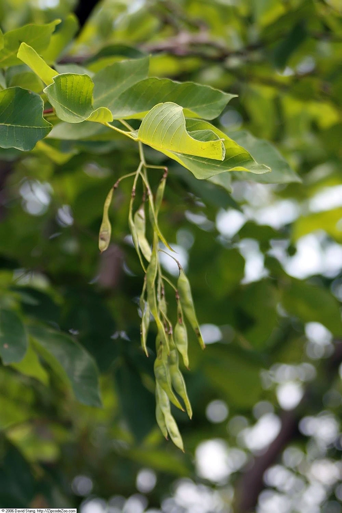 Yellowwood fruit picture