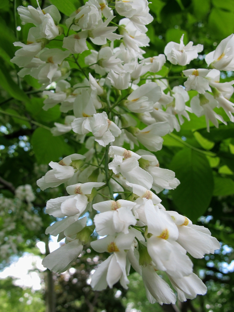 Yellowwood flower picture