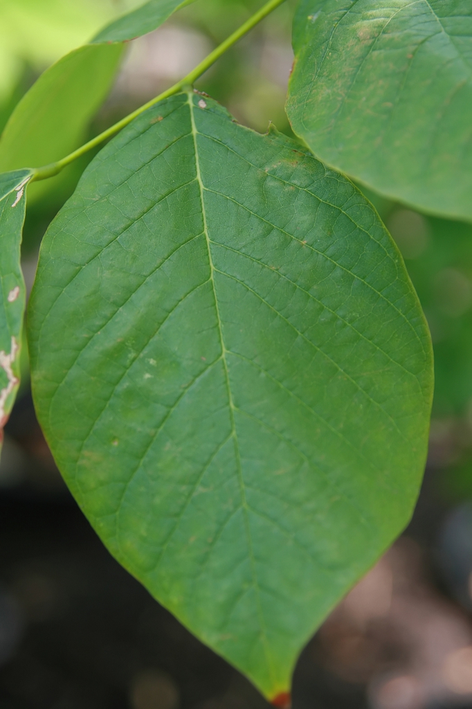 Yellowwood leaf picture