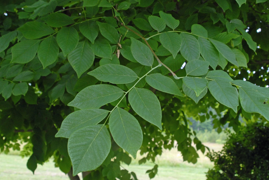 Yellowwood leaves picture
