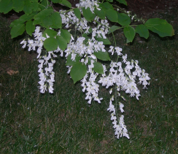 Yellowwood leaves picture