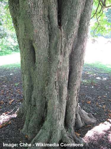 horse-chestnut-bark