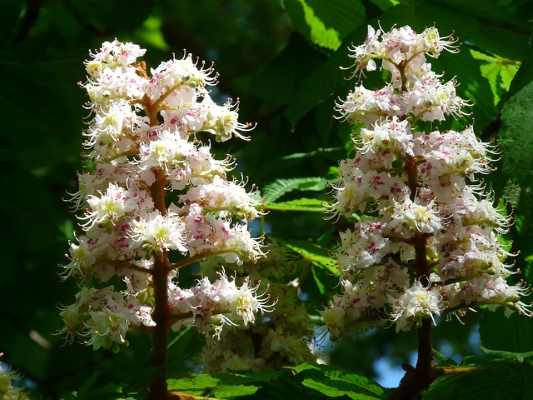 horse-chestnut-flowers