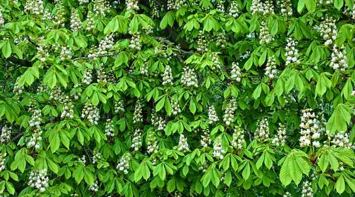 horse-chestnut-leaves-and-flowers2