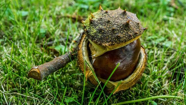 horse chestnut tree fruit