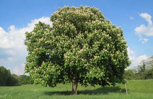 horse-chestnut-tree
